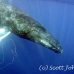whale_humpback_h_00264_dom3665.jpg